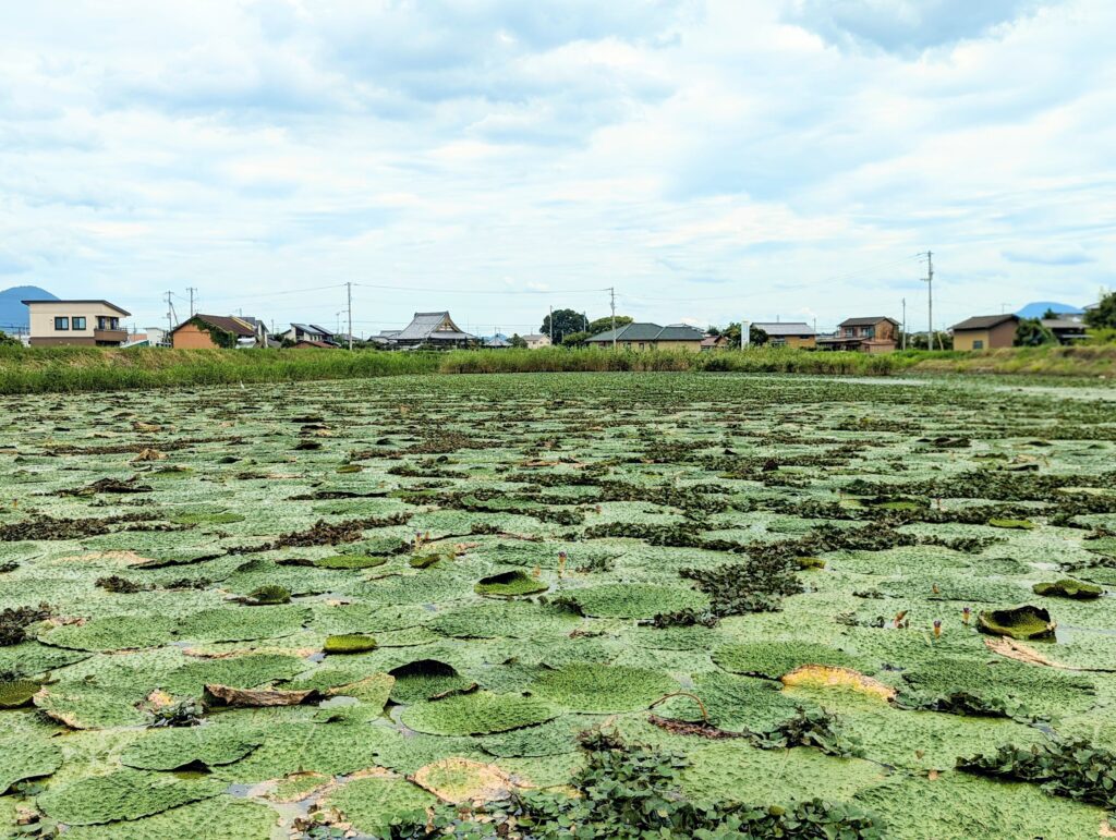 善通寺市稲木町 稲木前池のオニバス