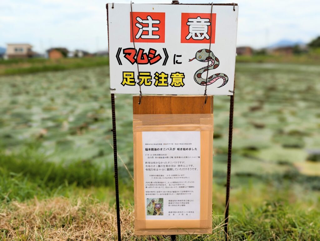 善通寺市稲木町 稲木前池のオニバス