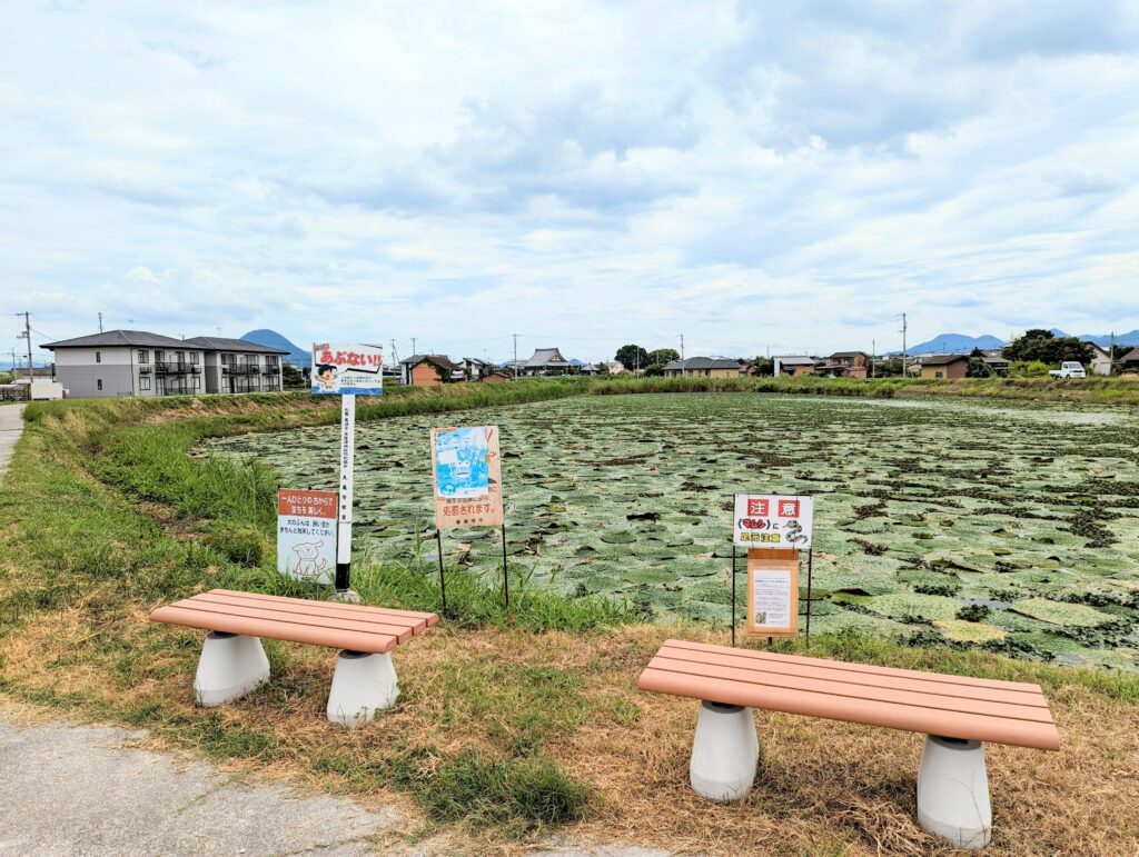 善通寺市稲木町 稲木前池のオニバス