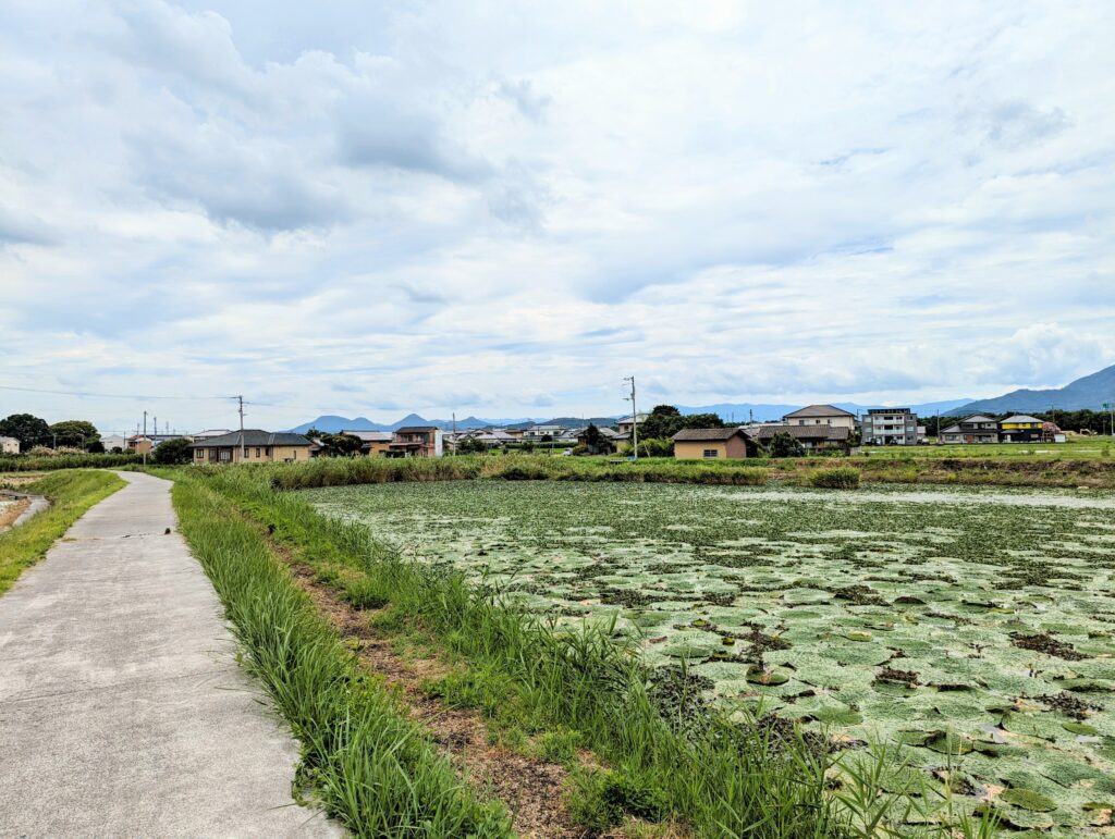 善通寺市稲木町 稲木前池のオニバス