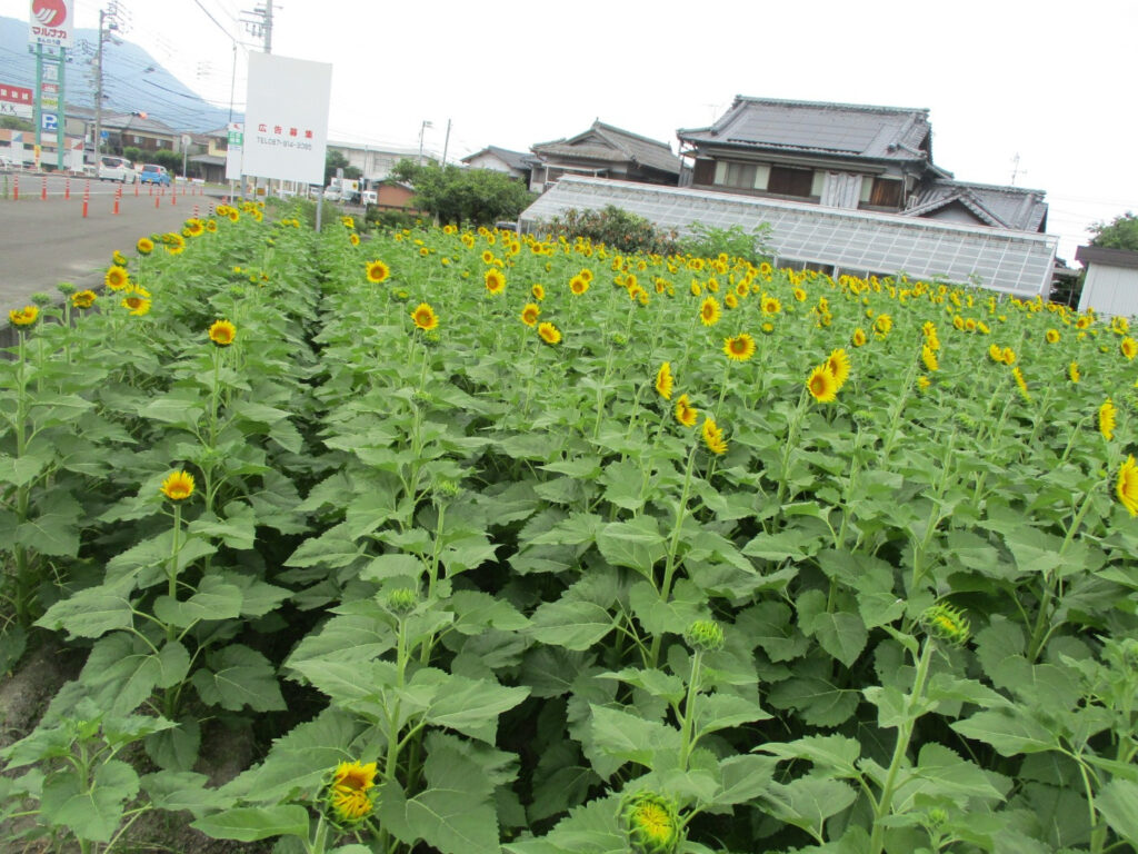 まんのう町 まんのうひまわりまつり