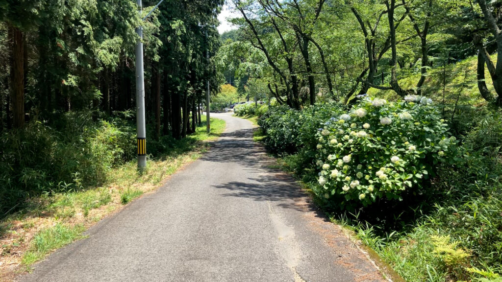 坂出市青海町 白峯寺 あじさい