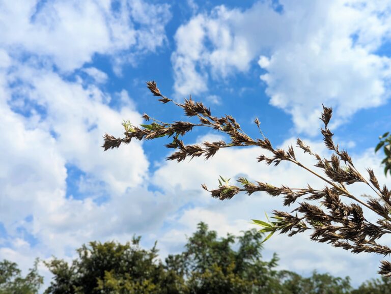 丸亀市土器町「青ノ山」で60年ぶりに竹の花が咲いたみたい