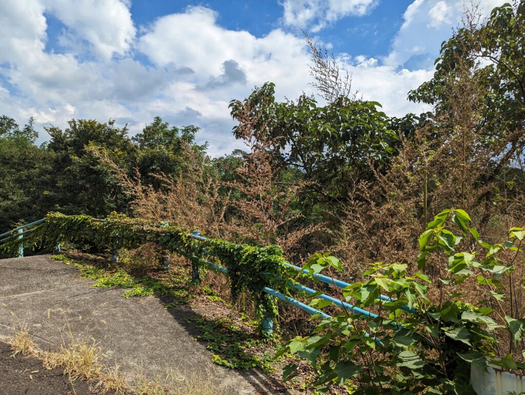 丸亀市土器町 青ノ山 竹の花