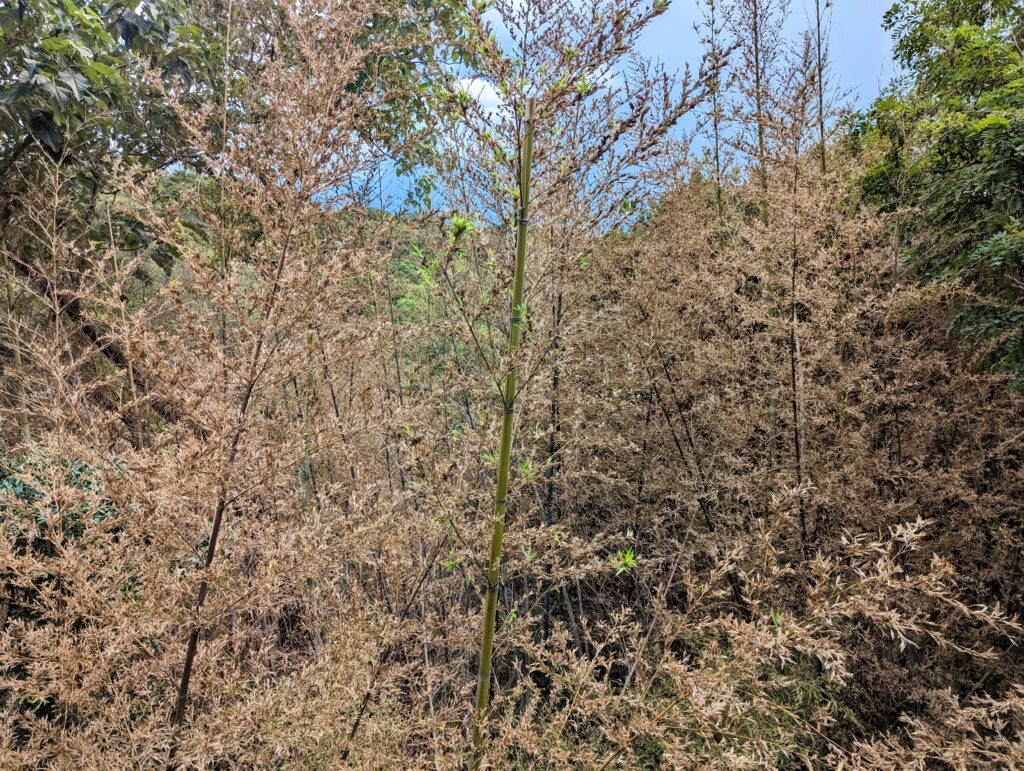 丸亀市土器町 青ノ山 竹の花