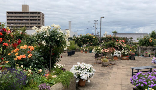 坂出市京町「坂出人工土地～屋上バラ園～、菅原神社」久米通賢ゆかりの地を巡る【動画あり】