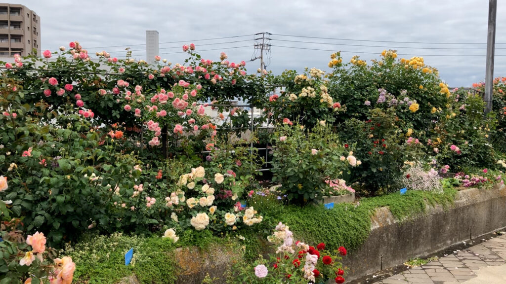 坂出市京町 屋上バラ園 花壇