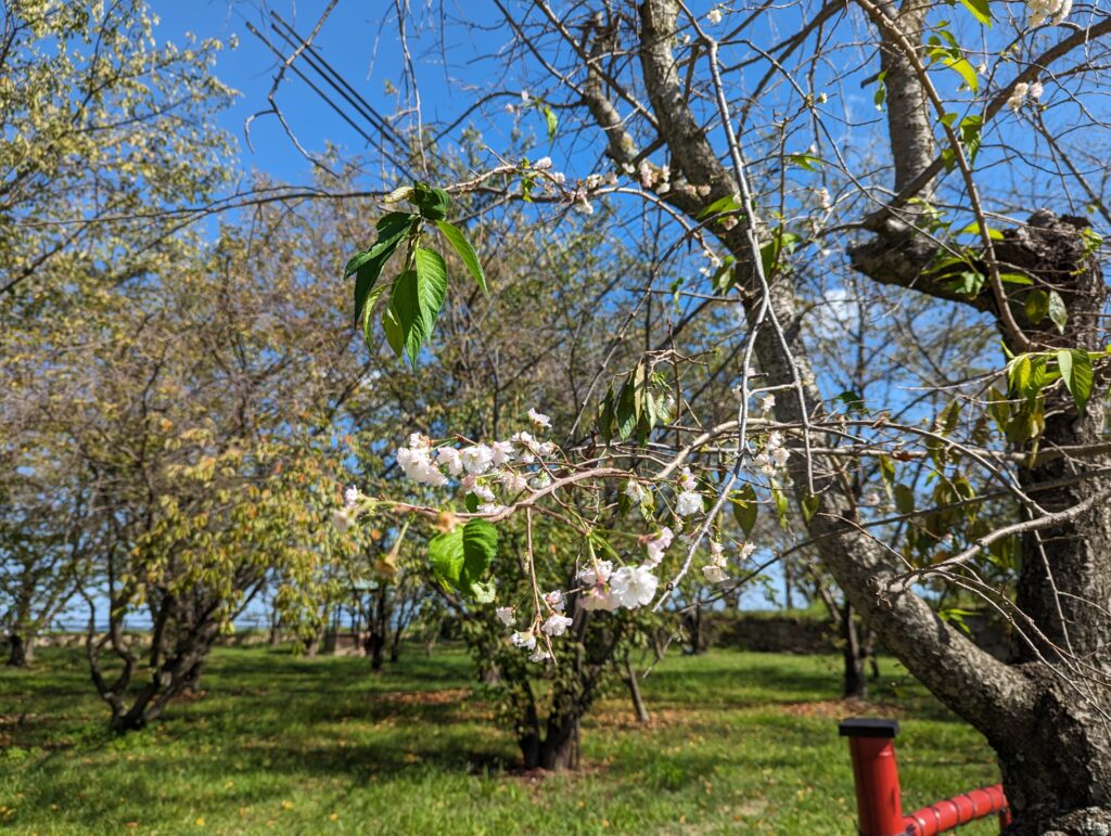 丸亀城二の丸 桜