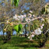 丸亀市 丸亀城二の丸 桜