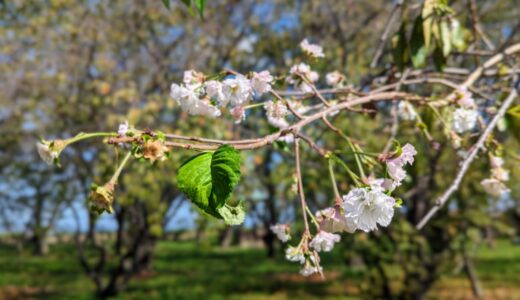 丸亀城二の丸に桜が開花してる！