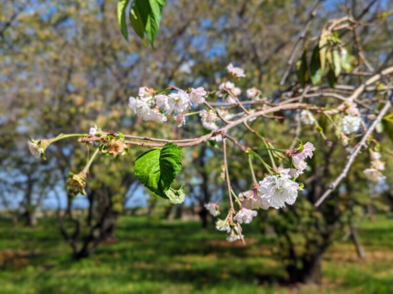 丸亀城二の丸に桜が開花してる！