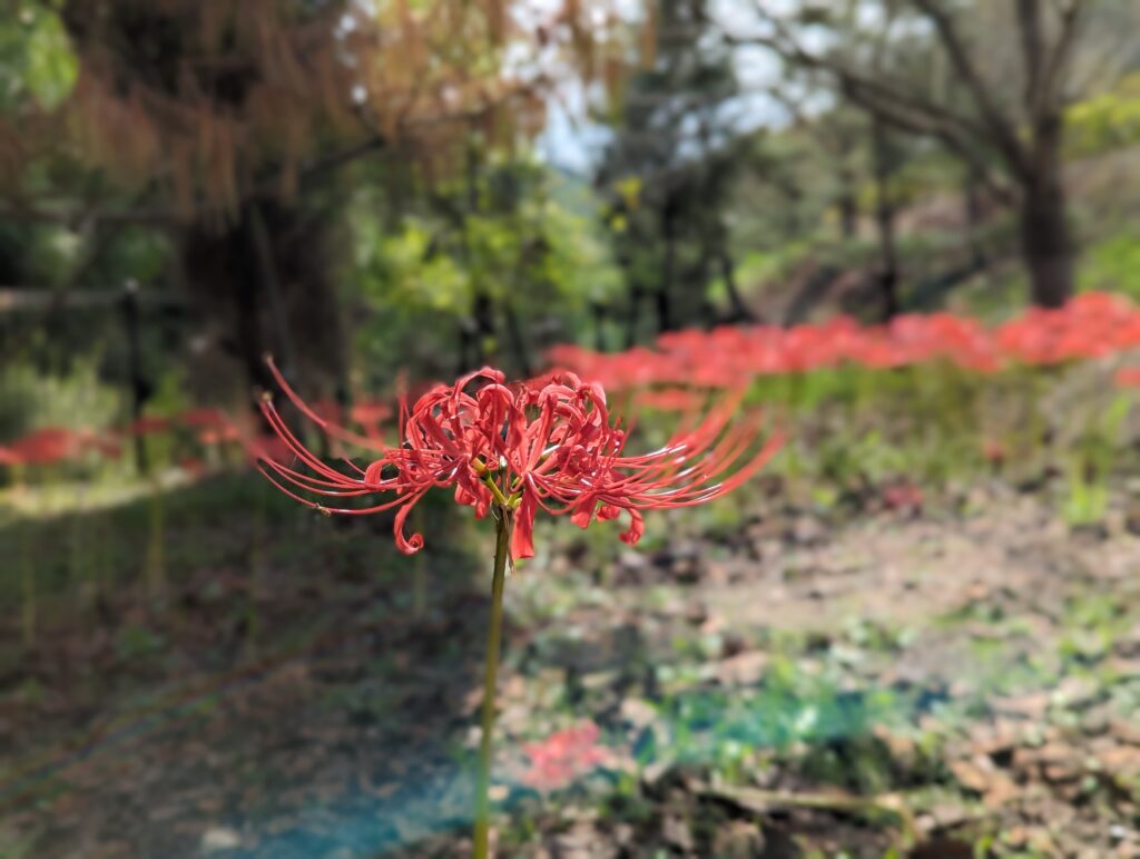 善通寺市 善通寺五岳の里 市民集いの丘公園 彼岸花