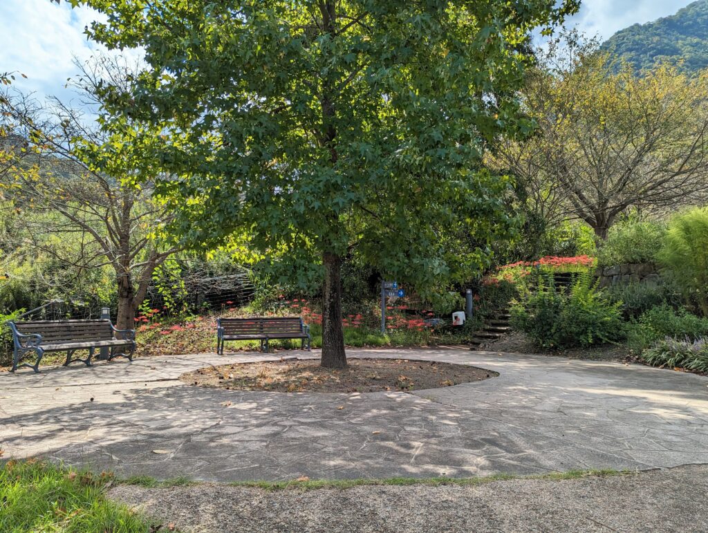 善通寺市 善通寺五岳の里 市民集いの丘公園 彼岸花