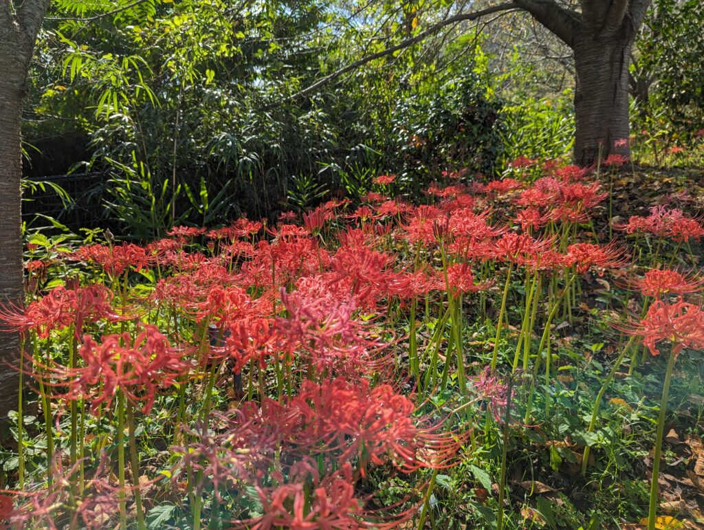 善通寺市 善通寺五岳の里 市民集いの丘公園 彼岸花