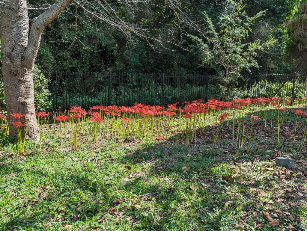 善通寺市 善通寺五岳の里 市民集いの丘公園 彼岸花