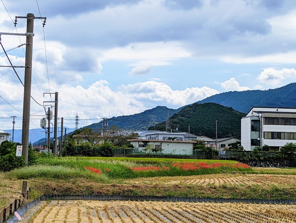 善通寺市 彼岸花