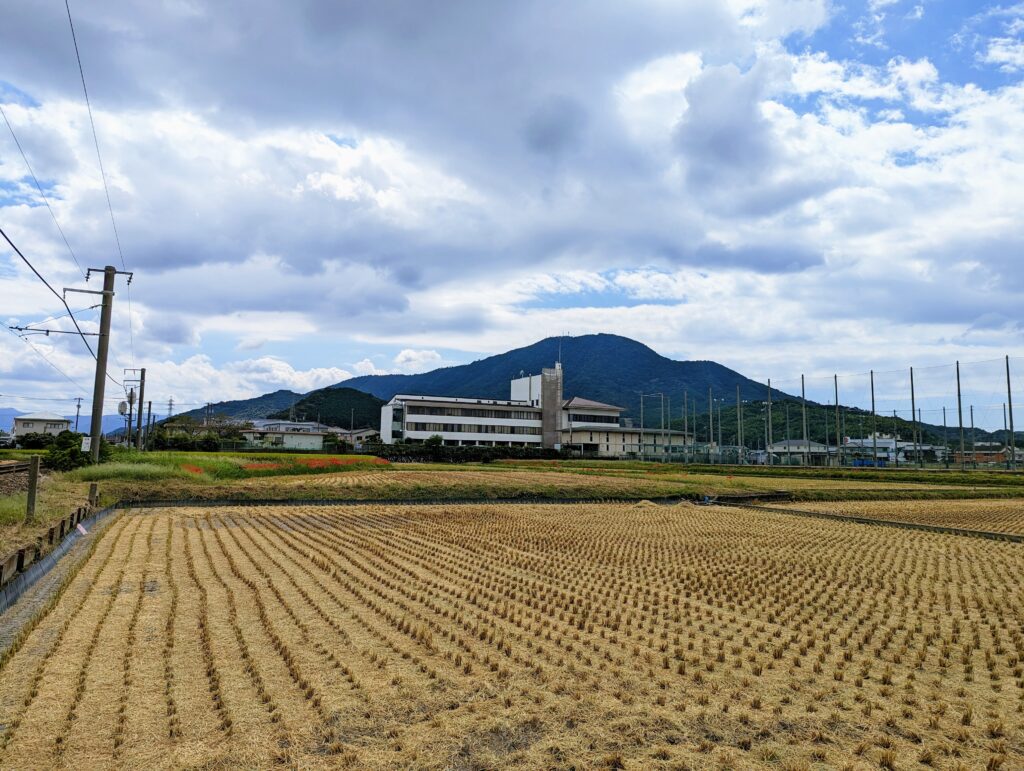 善通寺市 彼岸花