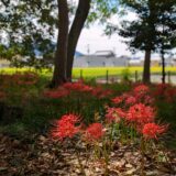 善通寺市 丸亀市 彼岸花