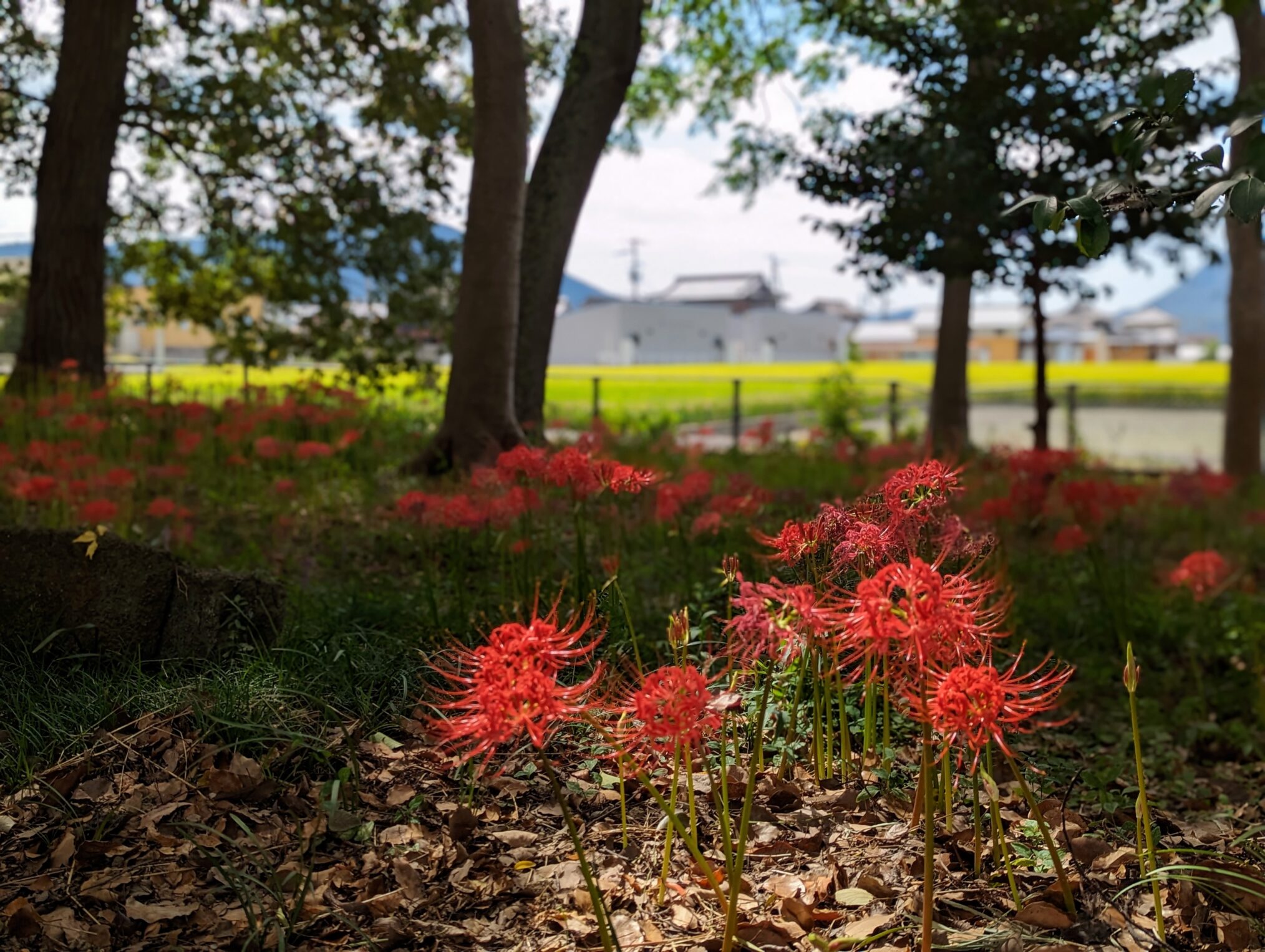 善通寺市 丸亀市 彼岸花