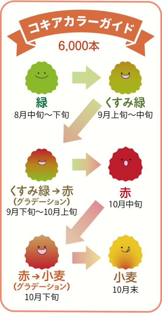 国営讃岐まんのう公園 秋！色どりフェスタ