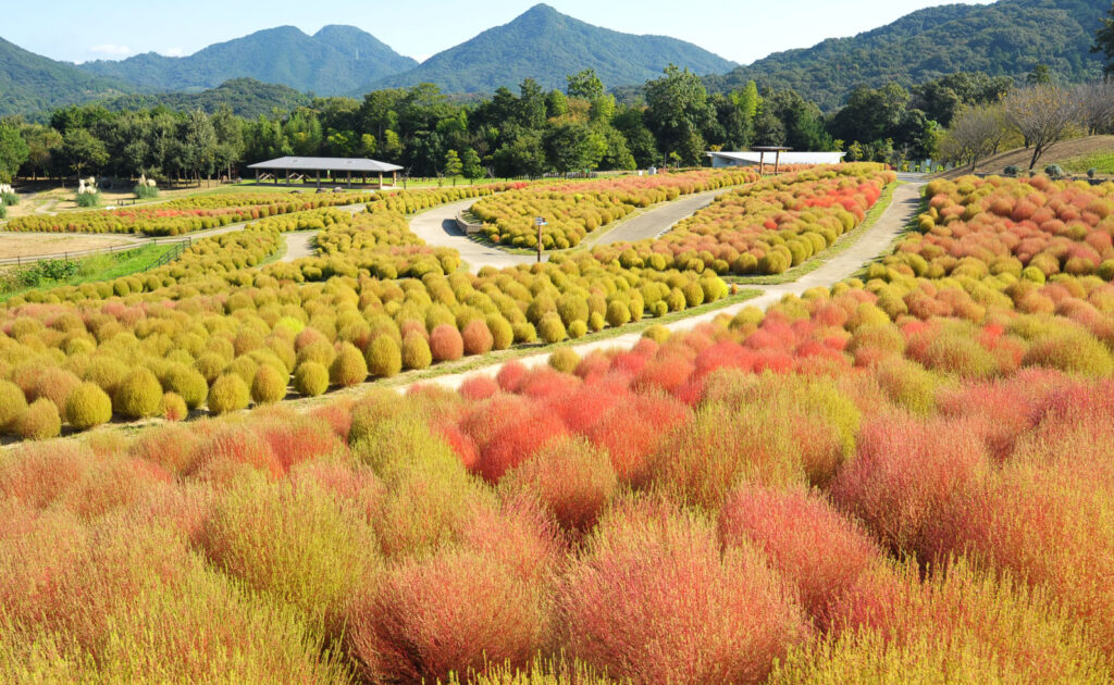 国営讃岐まんのう公園 秋！色どりフェスタ