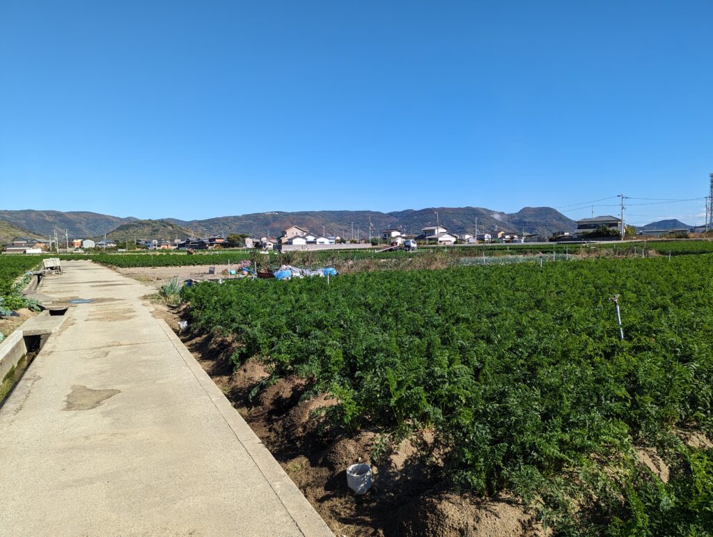 坂出市江尻町 金山コスモス園