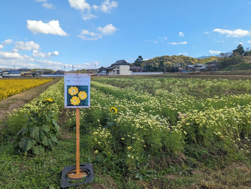 まんのう町帆山地区 コスモス畑