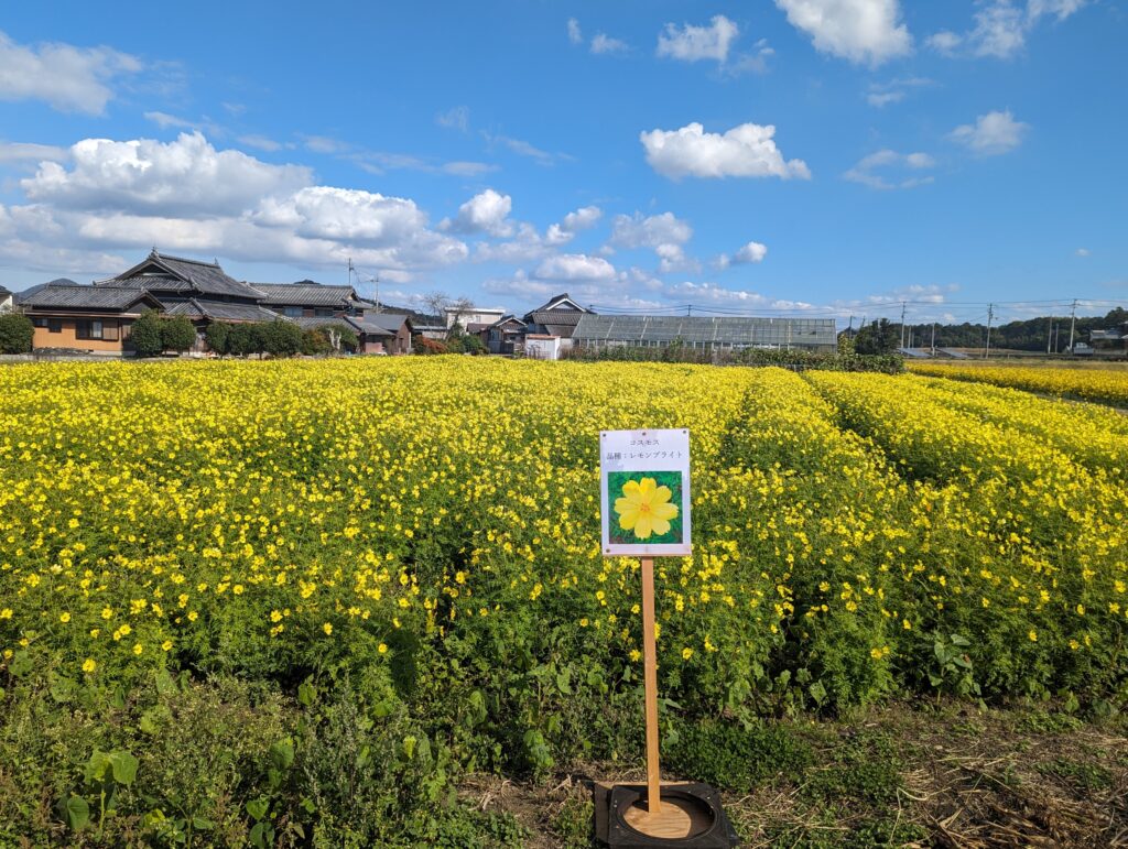 まんのう町帆山地区 コスモス畑