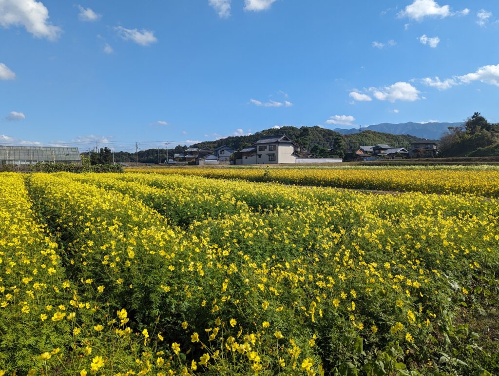 まんのう町帆山地区 コスモス畑