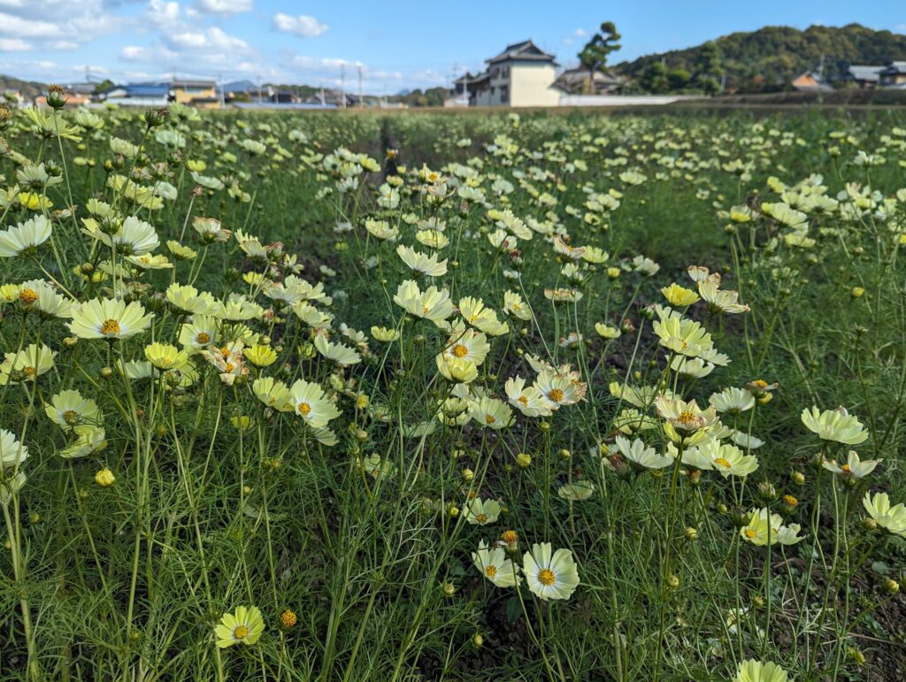 まんのう町帆山地区 コスモス畑