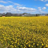 まんのう町帆山地区 コスモス畑