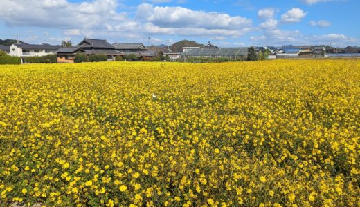 まんのう町帆山地区で黄色のコスモス畑が開花してる