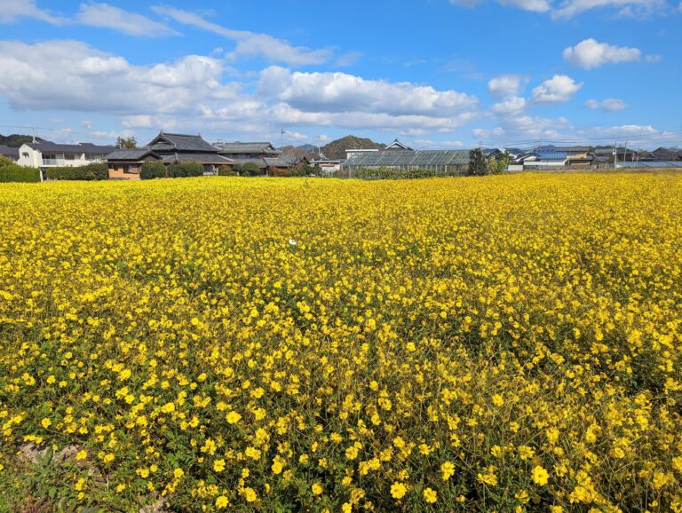 まんのう町帆山地区で黄色のコスモス畑が開花してる