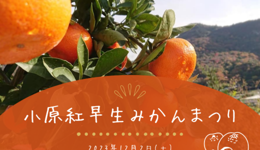 坂出市で「第11回 小原紅早生みかんまつり」が2023年12月2日(土)に開催される！