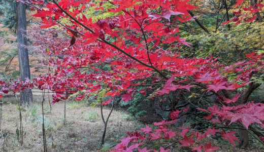 金毘羅「裏参道」と坂出五色台「白峯寺」の色鮮やかな紅葉風景