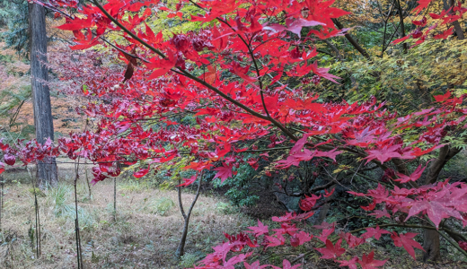 中讃地区の紅葉スポット特集