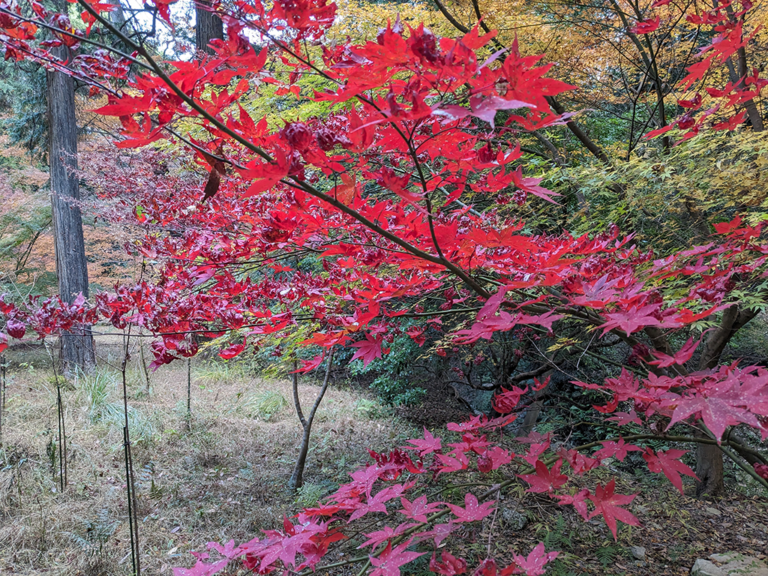 金毘羅「裏参道」と坂出五色台「白峯寺」の色鮮やかな紅葉風景