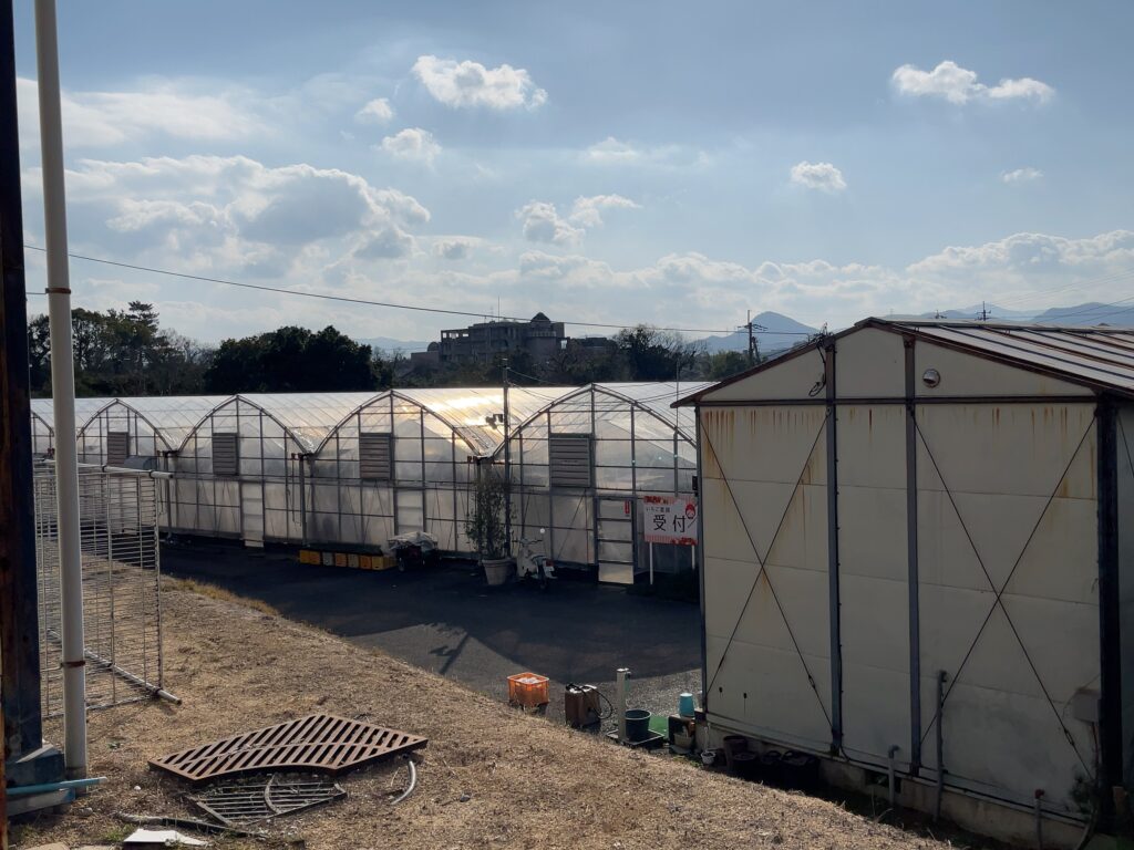 道の駅滝宮 いちご農園 2024年いちご狩り