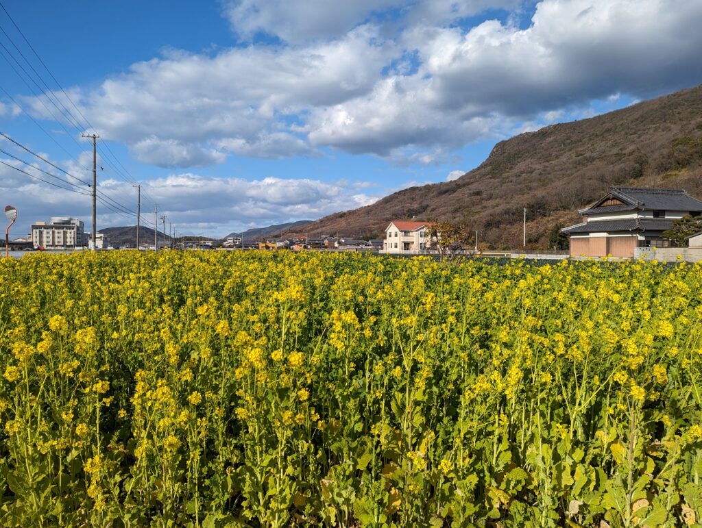 坂出市加茂町 菜の花