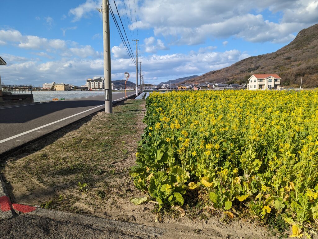 坂出市加茂町 菜の花 場所