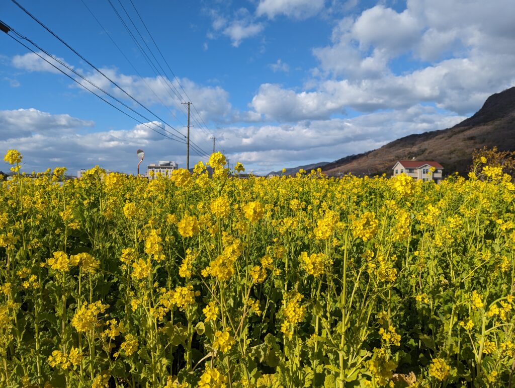 坂出市加茂町 菜の花