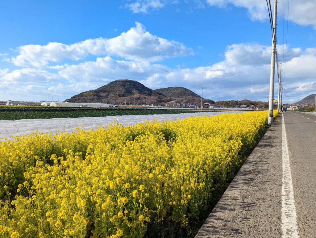 坂出市神谷町 菜の花