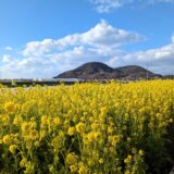 坂出市神谷町 菜の花