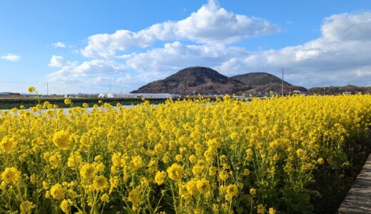 坂出市で早咲きの菜の花が見頃を迎えてる