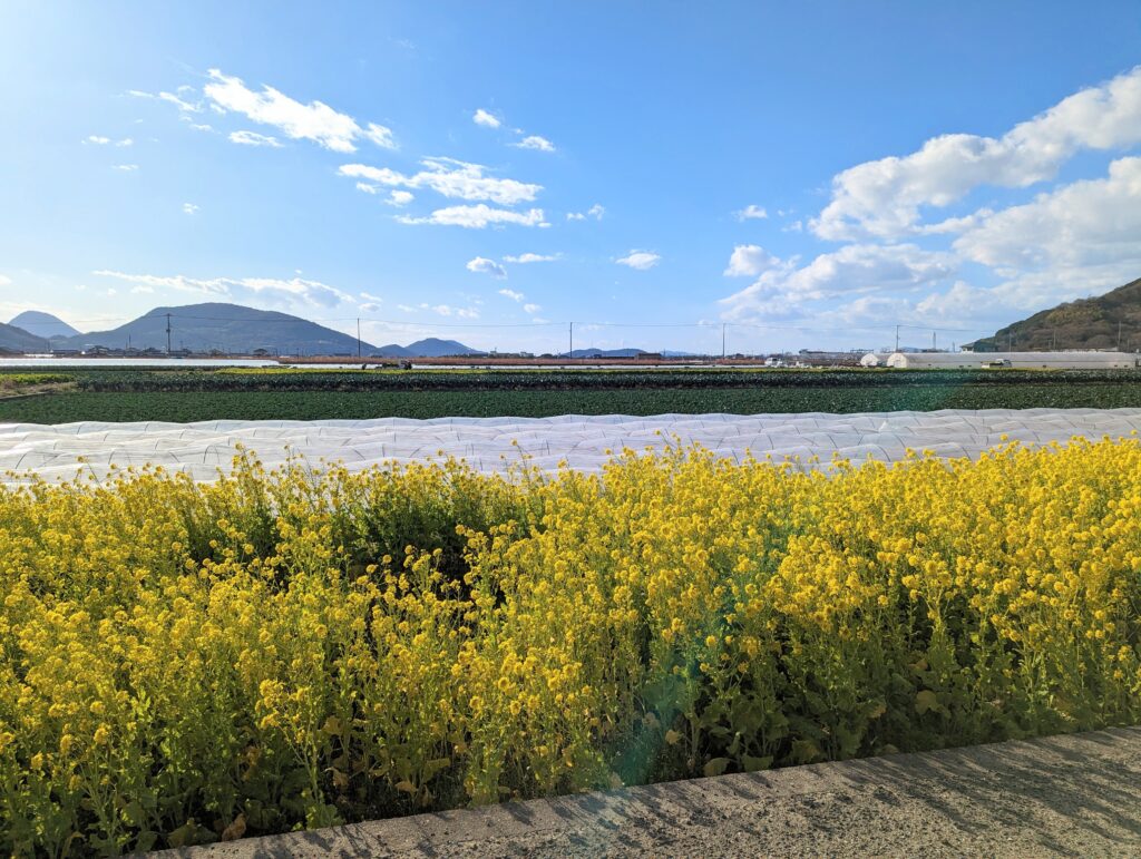 坂出市神谷町 菜の花 