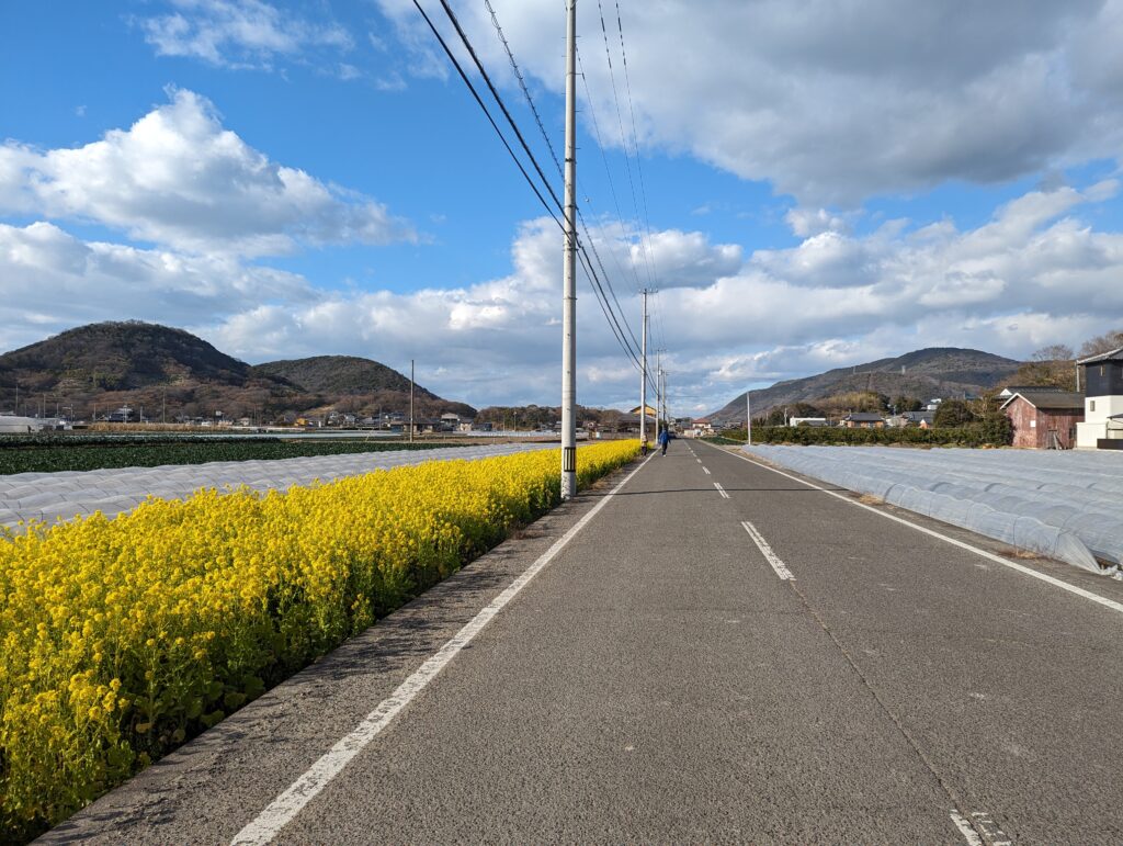 坂出市神谷町 菜の花 場所