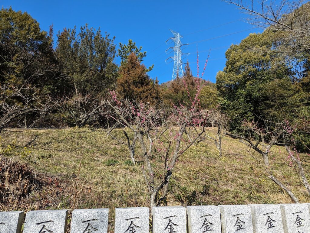 坂出市川津町 黒岩天満宮 梅の花