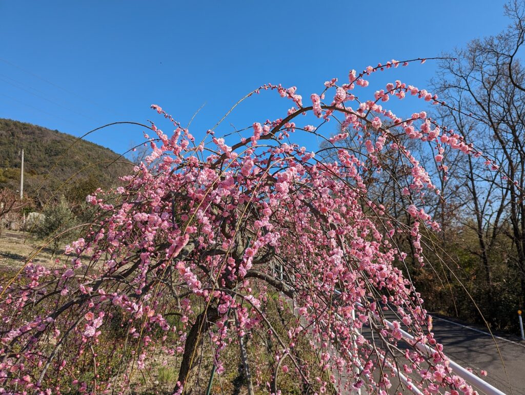 坂出市川津町 黒岩天満宮 梅の花