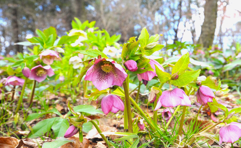 国営讃岐まんのう公園 早春フェスタ