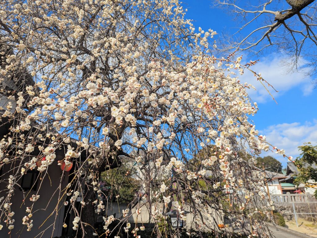 綾川町 滝宮天満宮 枝垂れ梅